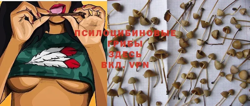 Галлюциногенные грибы Cubensis  где купить наркоту  Жуков 